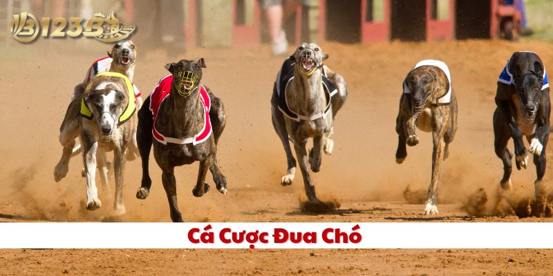 Các kèo Cá Cược Đua Chó phổ biến có gì hấp dẫn